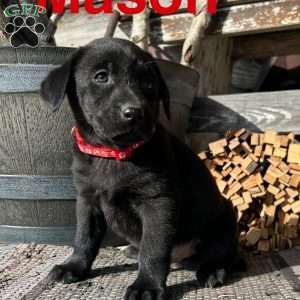 Mason, Black Labrador Retriever Puppy